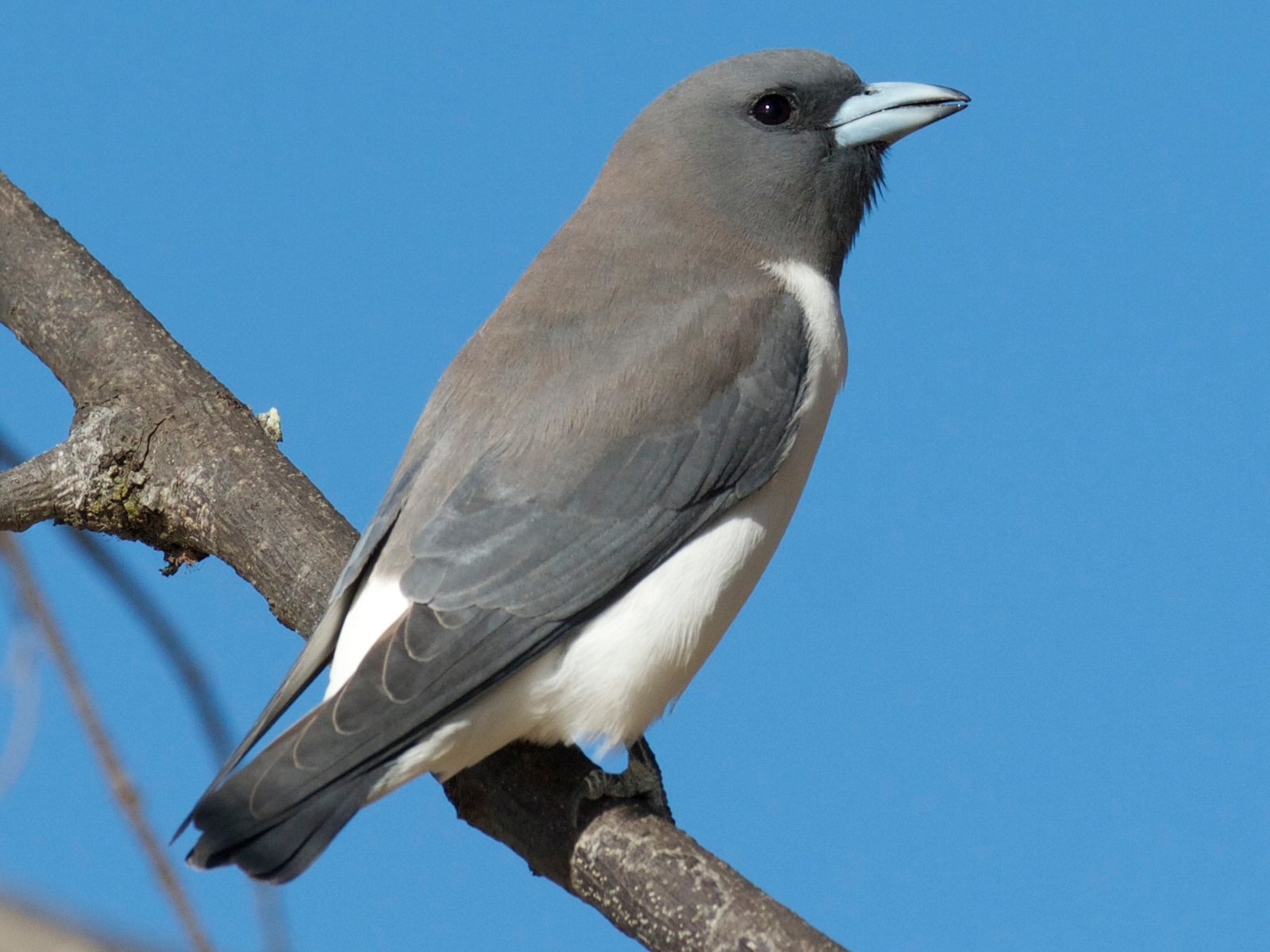 Artamus leucorynchus